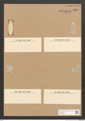 Diatomeae indet. Zeichnungen Sammlung Grunow Nr. 3294 (NHMW-BOT-W0370781)